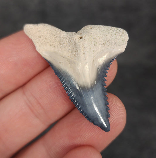 Collector Quality, 1.65" Fossil Hemipristis Tooth - Bone Valley, Florida - Fossil Driven