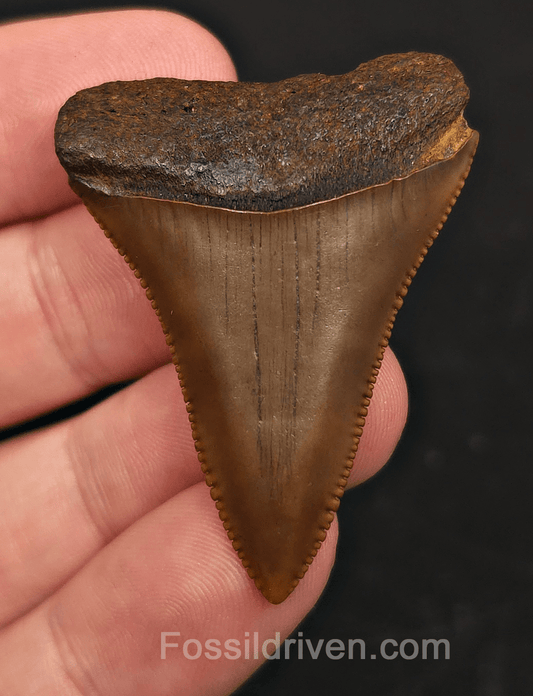 Collector Quality 1.83" Fossil Great White Tooth - Meherrin River - RARE Find - Fossil Driven