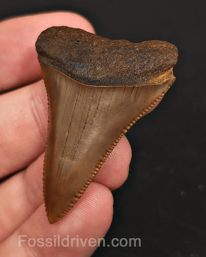Collector Quality 1.83" Fossil Great White Tooth - Meherrin River - RARE Find - Fossil Driven