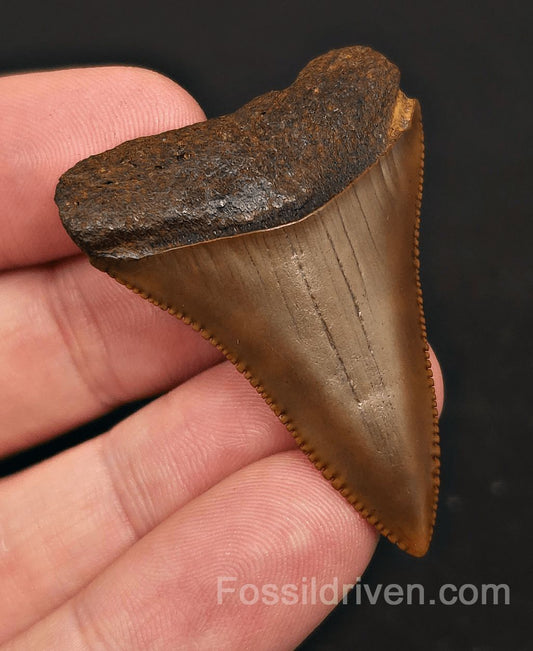 Collector Quality 1.83" Fossil Great White Tooth - Meherrin River - RARE Find - Fossil Driven