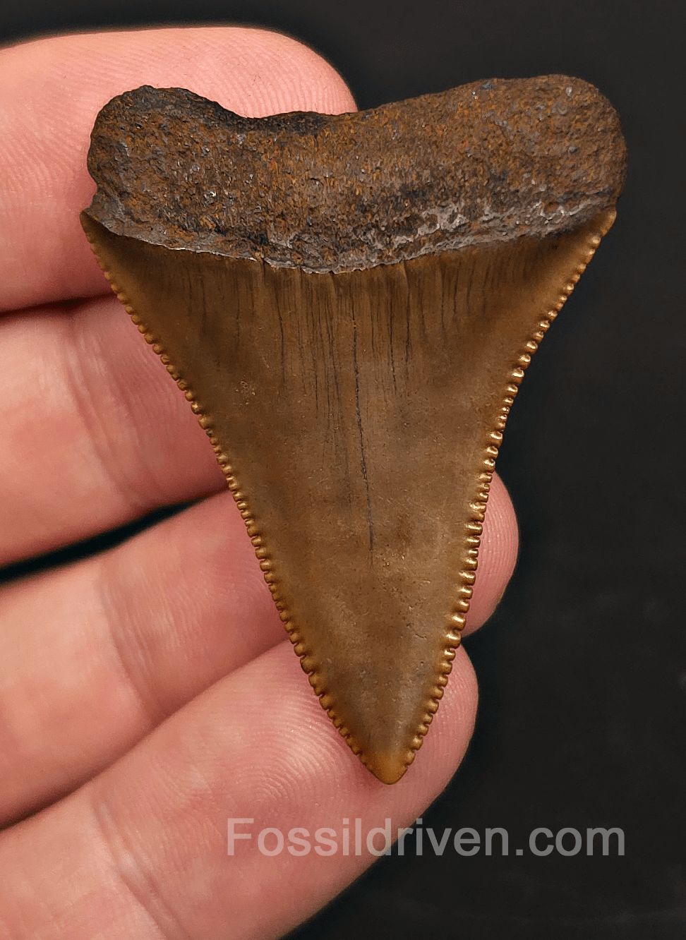 Collector Quality 1.83" Fossil Great White Tooth - Meherrin River - RARE Find - Fossil Driven