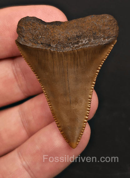 Collector Quality 1.83" Fossil Great White Tooth - Meherrin River - RARE Find - Fossil Driven