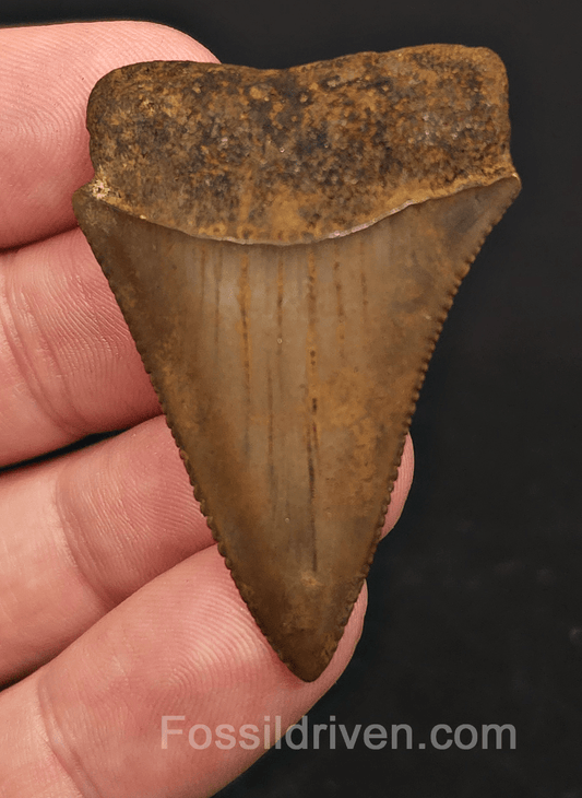 Collector Quality 1.90" Fossil Great White Tooth - Meherrin River - RARE Find - Fossil Driven