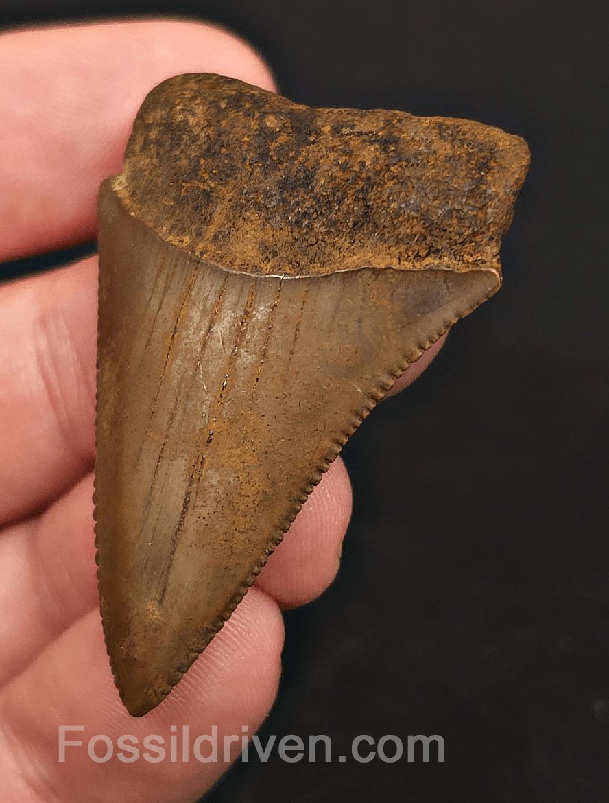 Collector Quality 1.90" Fossil Great White Tooth - Meherrin River - RARE Find - Fossil Driven