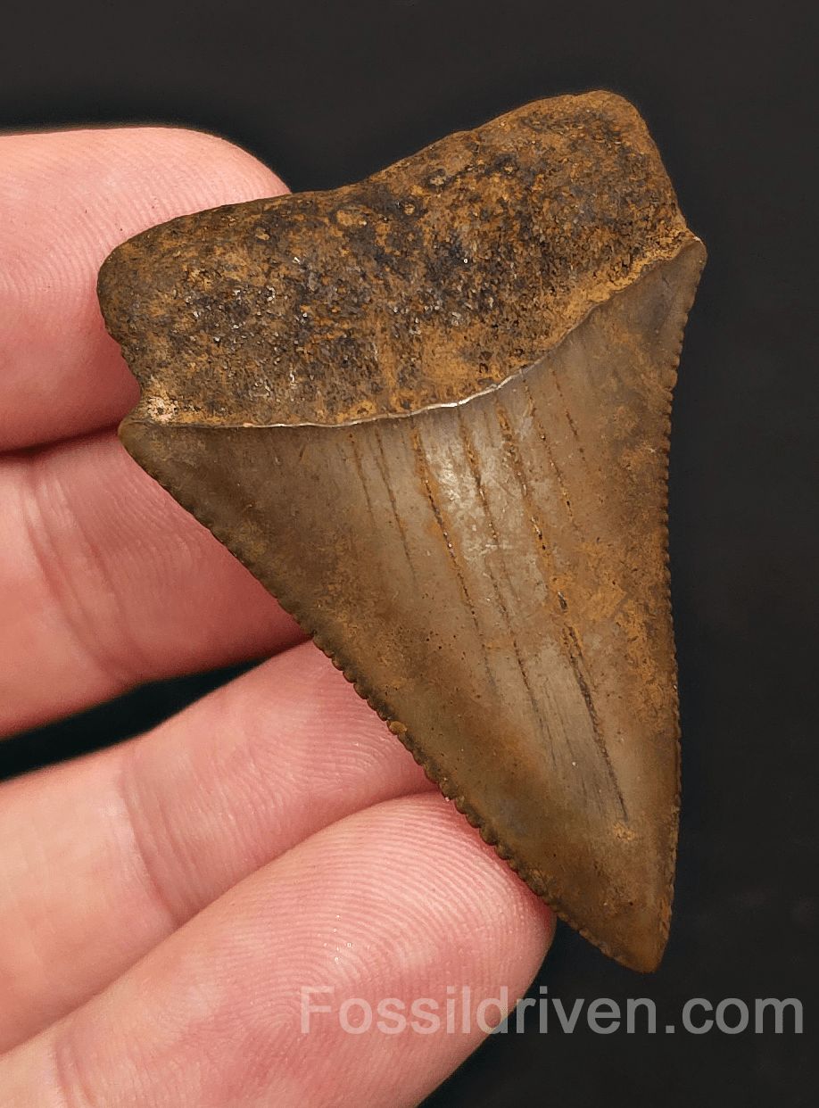 Collector Quality 1.90" Fossil Great White Tooth - Meherrin River - RARE Find - Fossil Driven