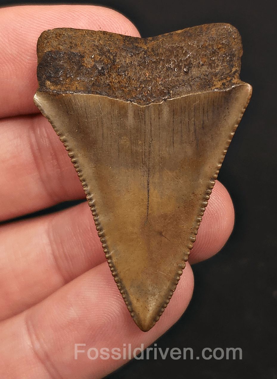 Collector Quality 1.90" Fossil Great White Tooth - Meherrin River - RARE Find - Fossil Driven