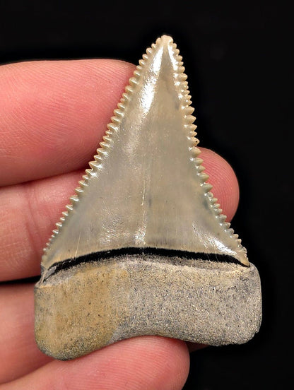 Collector Quality 1.95" Fossil Great White Tooth - St. Augustine, FL - Fossil Driven