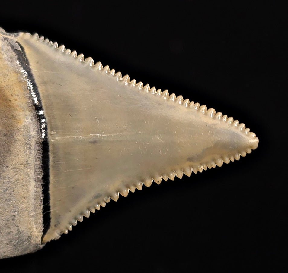 Collector Quality 1.95" Fossil Great White Tooth - St. Augustine, FL - Fossil Driven