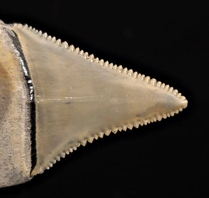 Collector Quality 1.95" Fossil Great White Tooth - St. Augustine, FL - Fossil Driven