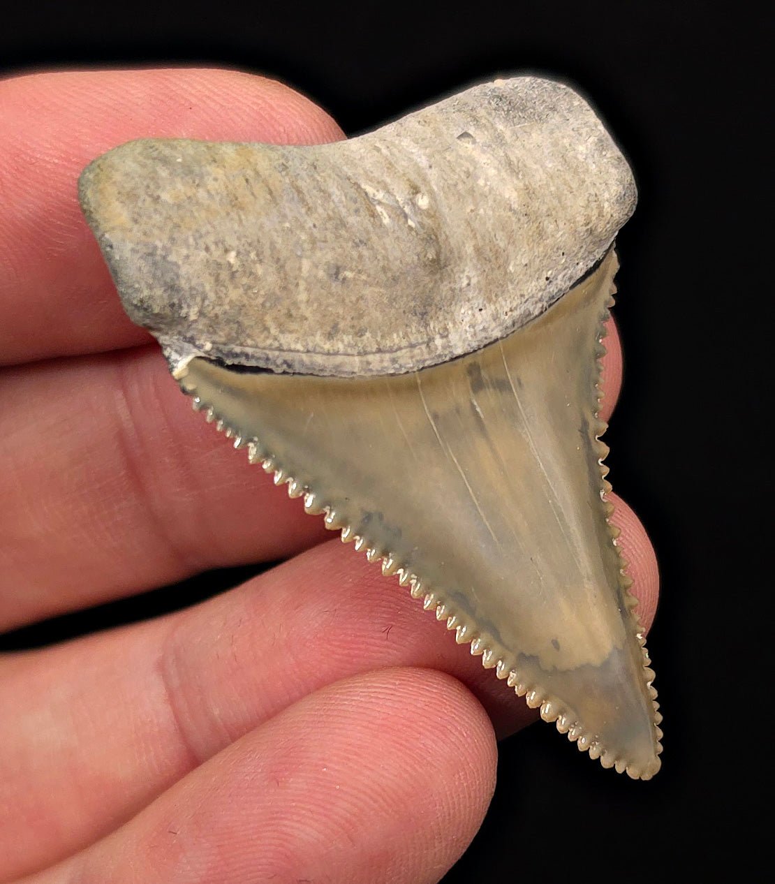 Collector Quality 1.95" Fossil Great White Tooth - St. Augustine, FL - Fossil Driven