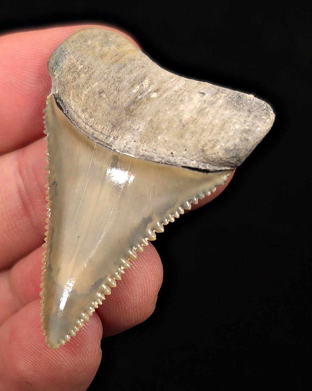 Collector Quality 1.95" Fossil Great White Tooth - St. Augustine, FL - Fossil Driven