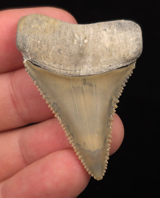 Collector Quality 1.95" Fossil Great White Tooth - St. Augustine, FL - Fossil Driven