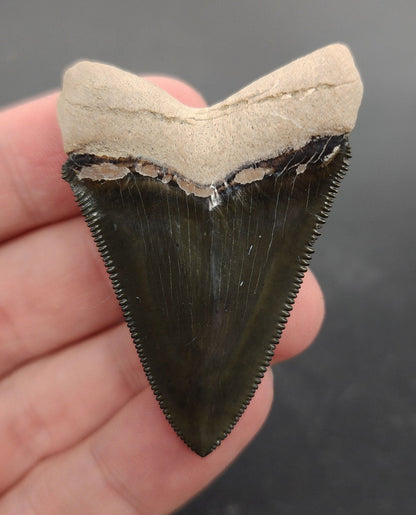 Collector Quality, 2.09" Fossil Chubutensis Shark Tooth - Fossil Driven