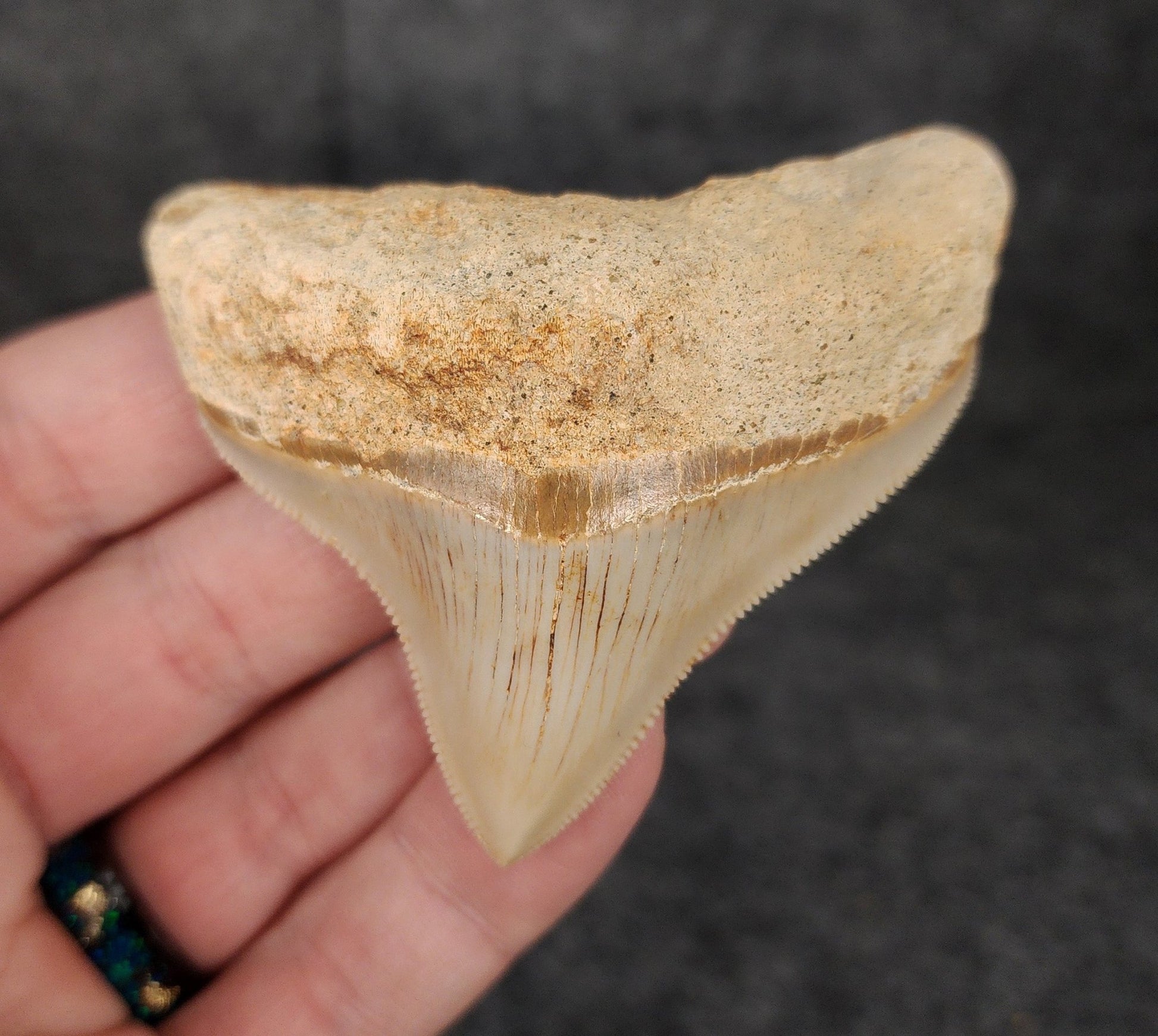 Collector Quality, 2.68" Fossil Megalodon Tooth - Indonesia - Fossil Driven