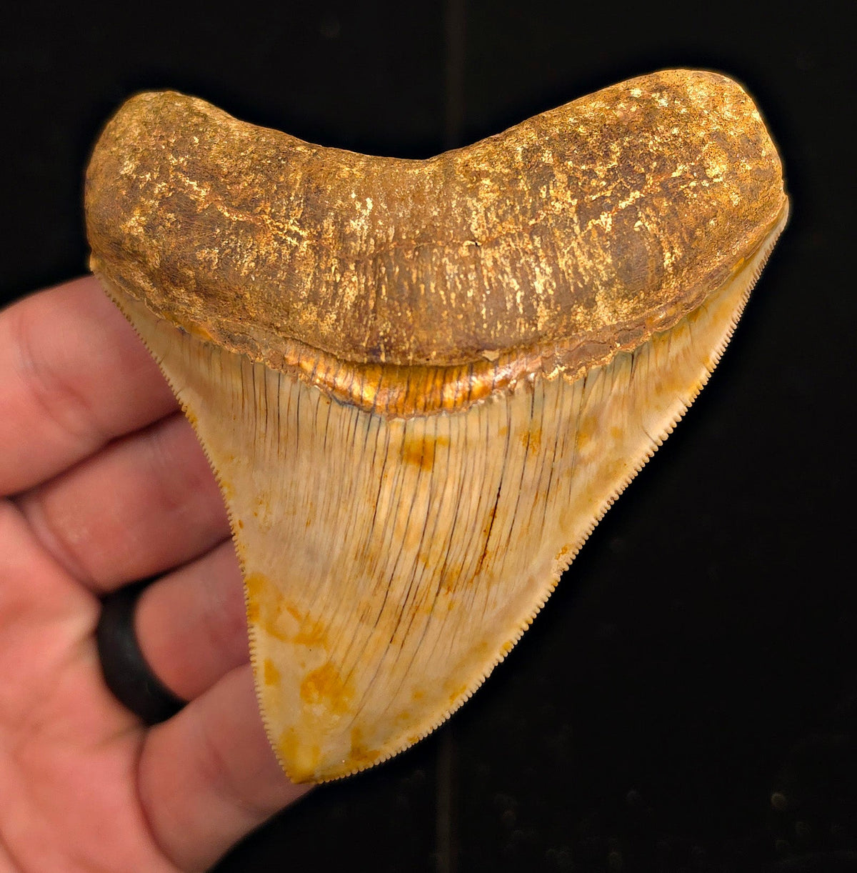 Collector-Quality, 3.77" Fossil Megalodon Tooth - Java, Indonesia - Fossil Driven