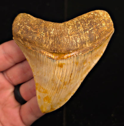 Collector-Quality, 3.77" Fossil Megalodon Tooth - Java, Indonesia - Fossil Driven