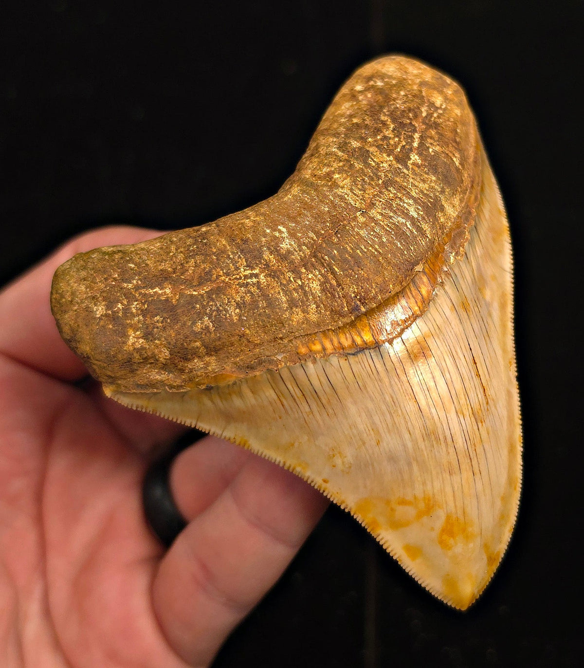 Collector-Quality, 3.77" Fossil Megalodon Tooth - Java, Indonesia - Fossil Driven