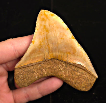 Collector-Quality, 3.77" Fossil Megalodon Tooth - Java, Indonesia - Fossil Driven