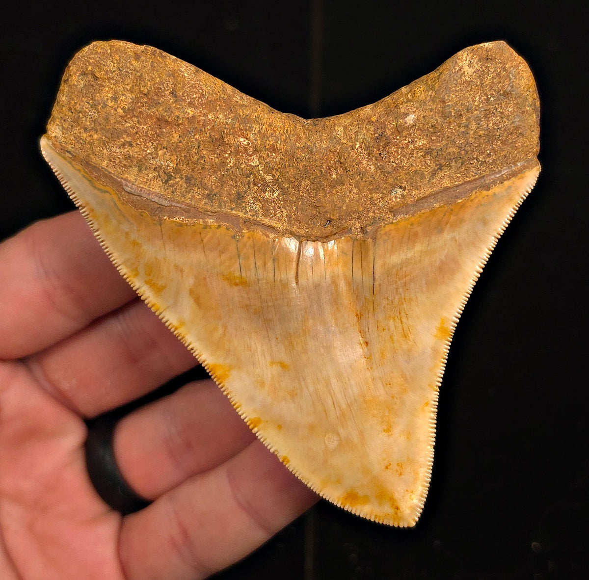 Collector-Quality, 3.77" Fossil Megalodon Tooth - Java, Indonesia - Fossil Driven