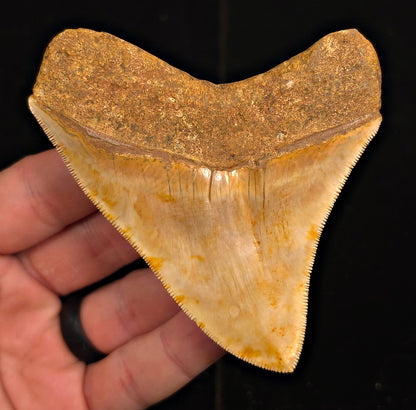 Collector-Quality, 3.77" Fossil Megalodon Tooth - Java, Indonesia - Fossil Driven