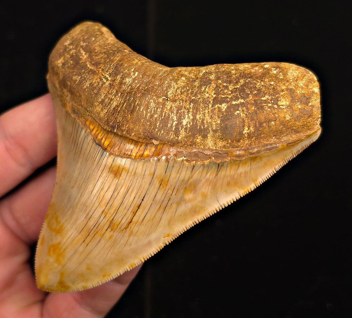 Collector-Quality, 3.77" Fossil Megalodon Tooth - Java, Indonesia - Fossil Driven