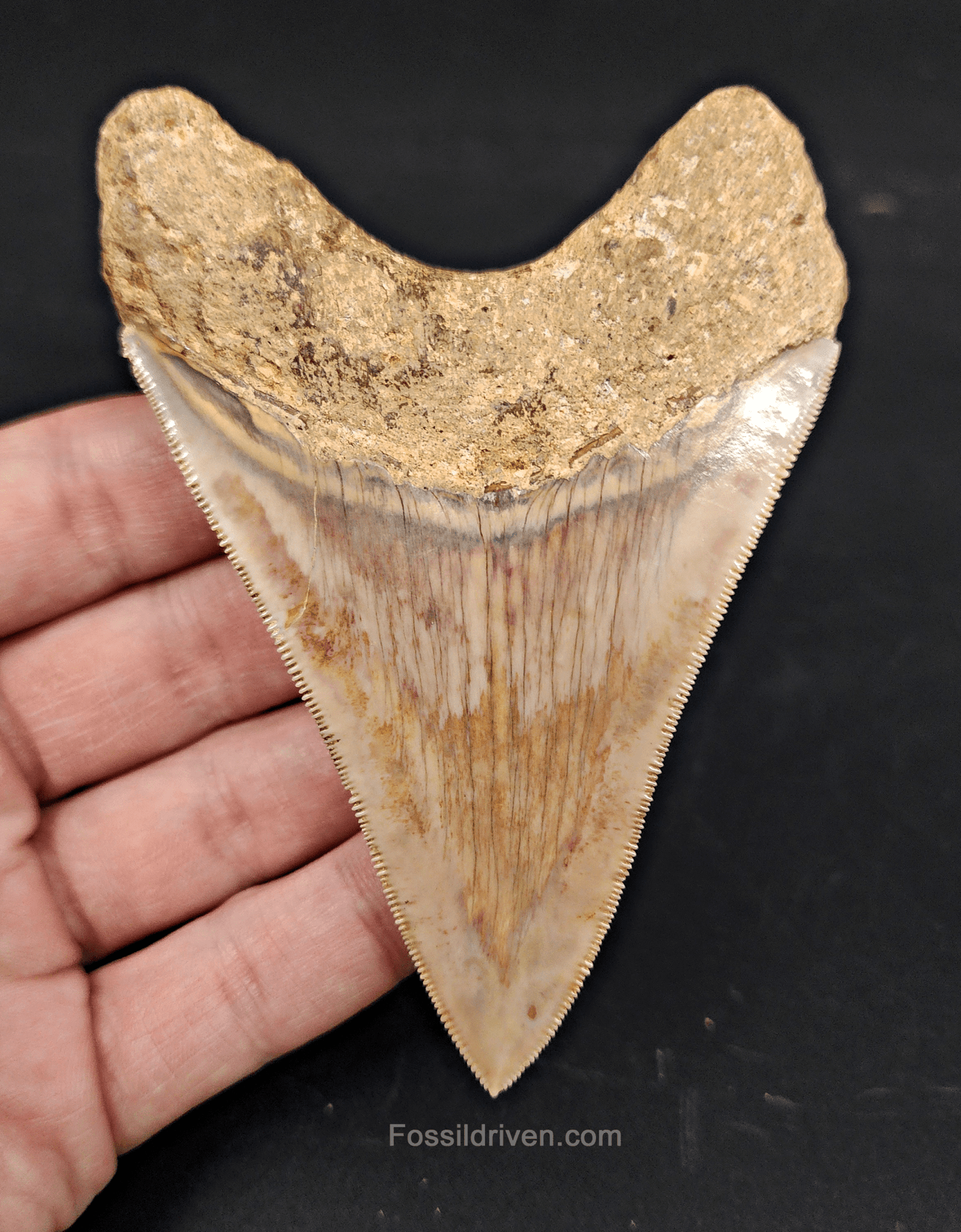 Collector Quality, 4.05" Fossil Megalodon Tooth - Indonesia - Fossil Driven