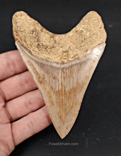 Collector Quality, 4.05" Fossil Megalodon Tooth - Indonesia - Fossil Driven