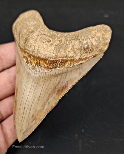 Collector Quality, 4.05" Fossil Megalodon Tooth - Indonesia - Fossil Driven