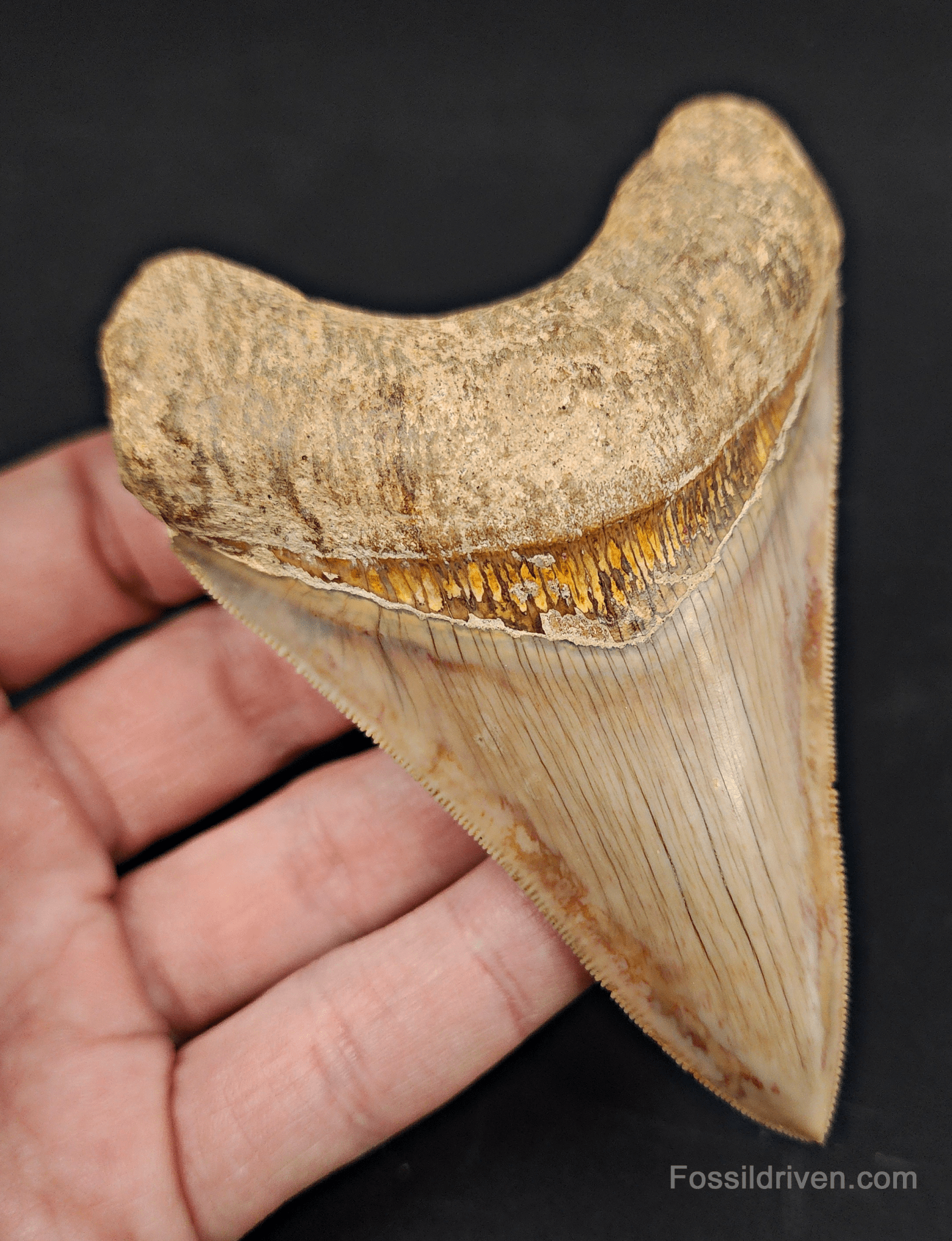 Collector Quality, 4.05" Fossil Megalodon Tooth - Indonesia - Fossil Driven