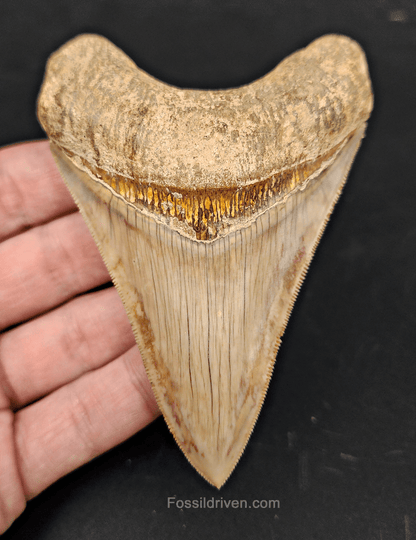 Collector Quality, 4.05" Fossil Megalodon Tooth - Indonesia - Fossil Driven