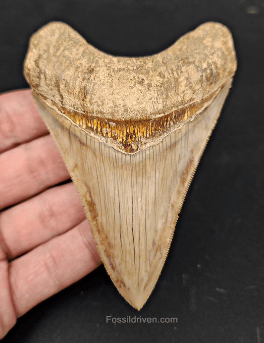 Collector Quality, 4.05" Fossil Megalodon Tooth - Indonesia - Fossil Driven