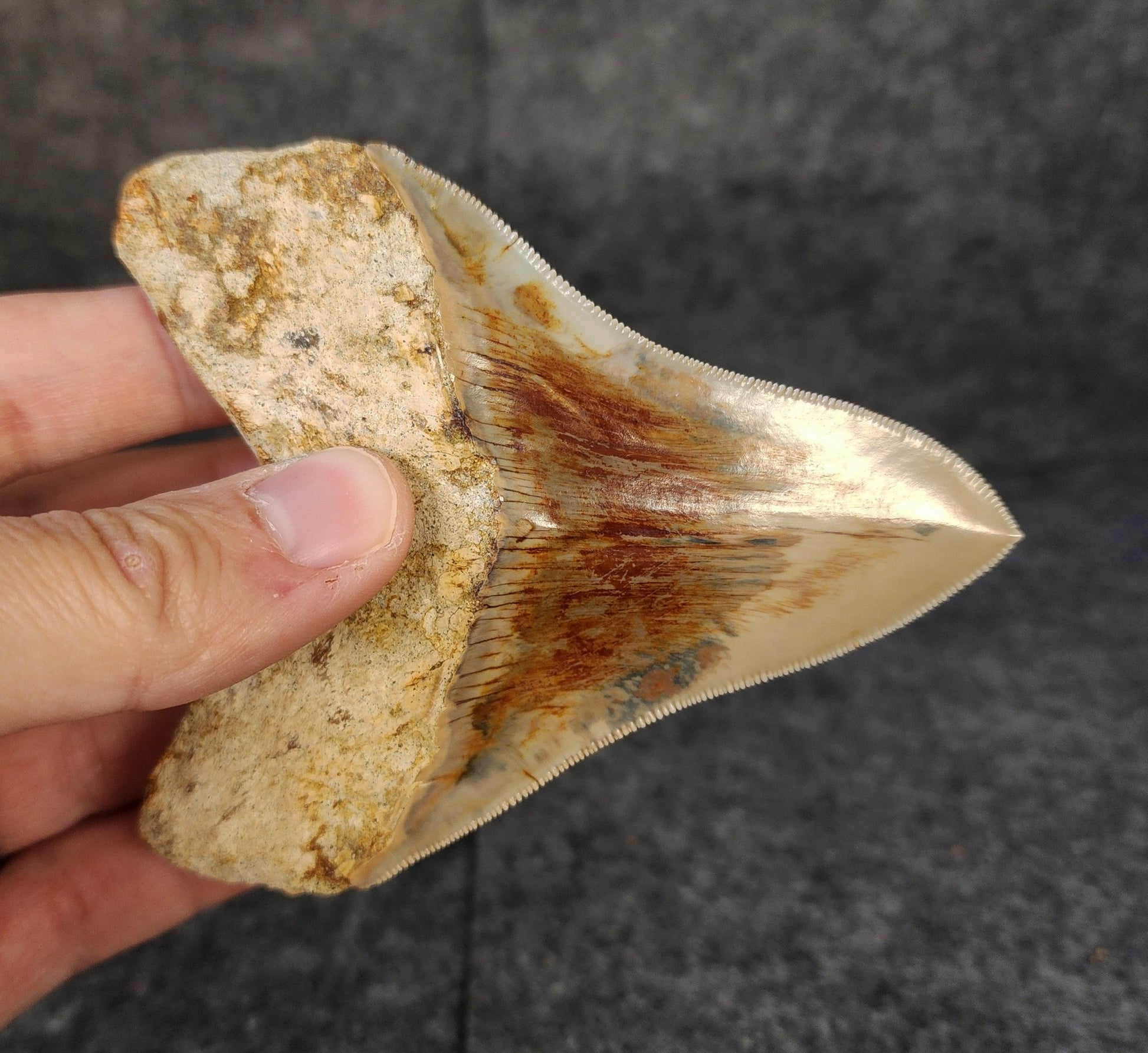 Collector Quality, 4.10" Fossil Megalodon Tooth - Indonesia - Fossil Driven