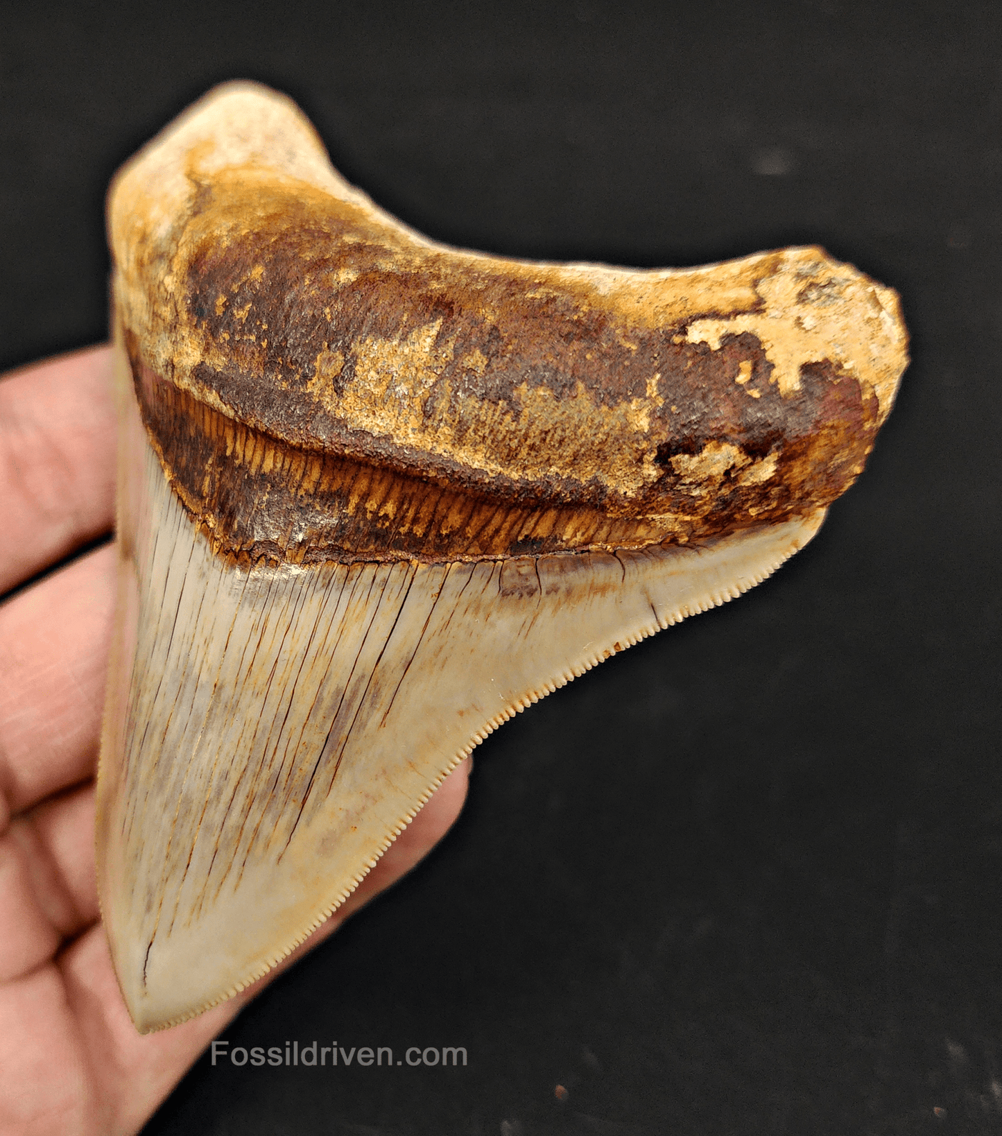 Collector Quality, 4.12" Fossil Megalodon Tooth - Indonesia - Fossil Driven