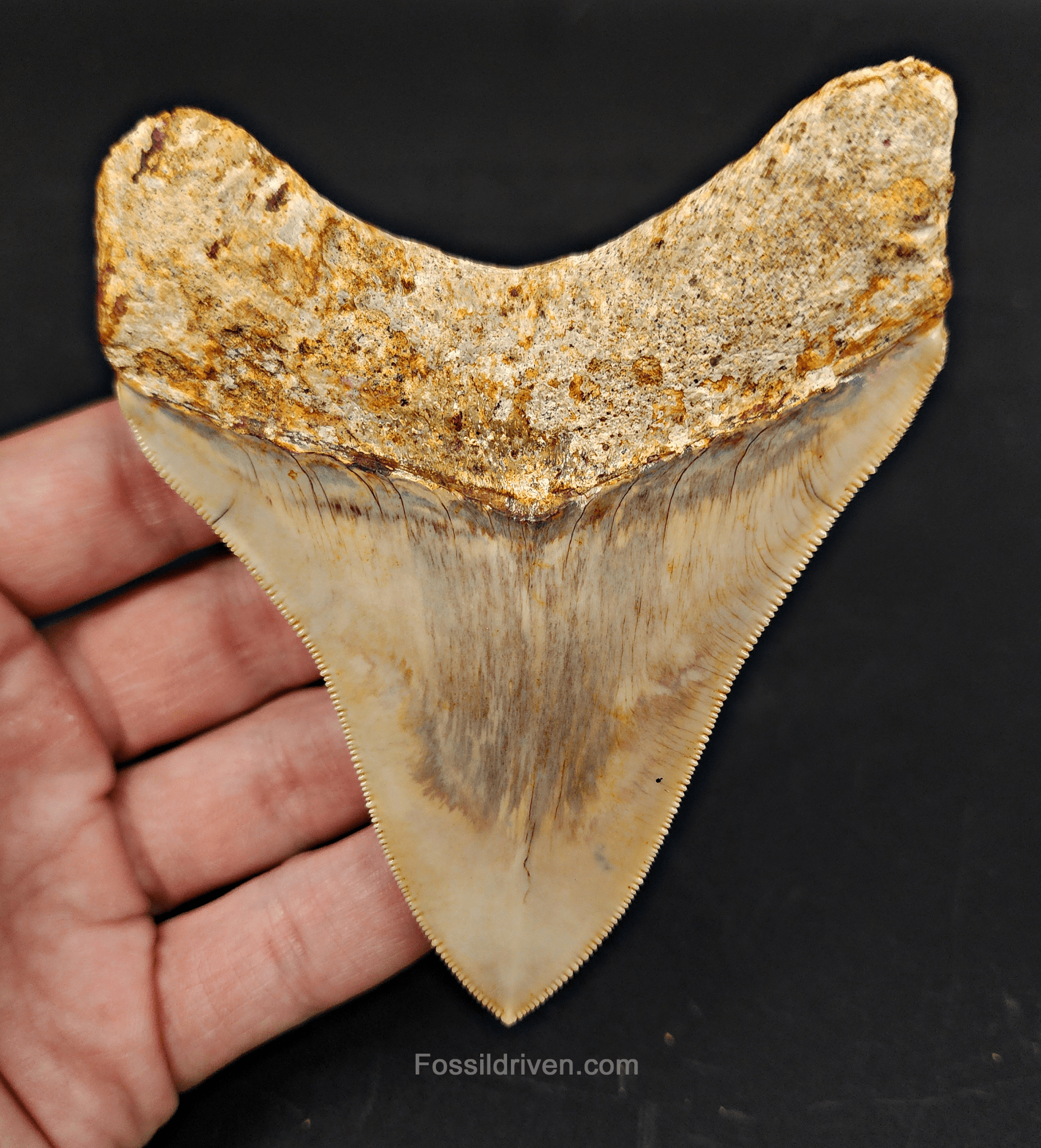 Collector Quality, 4.12" Fossil Megalodon Tooth - Indonesia - Fossil Driven