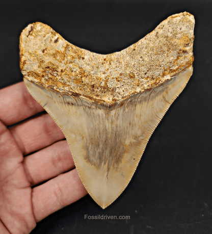 Collector Quality, 4.12" Fossil Megalodon Tooth - Indonesia - Fossil Driven