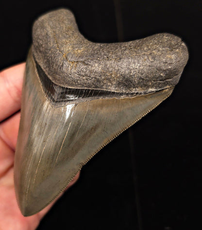 Collector-Quality, 4.13" Fossil Megalodon Tooth - Savannah, Georgia - Fossil Driven