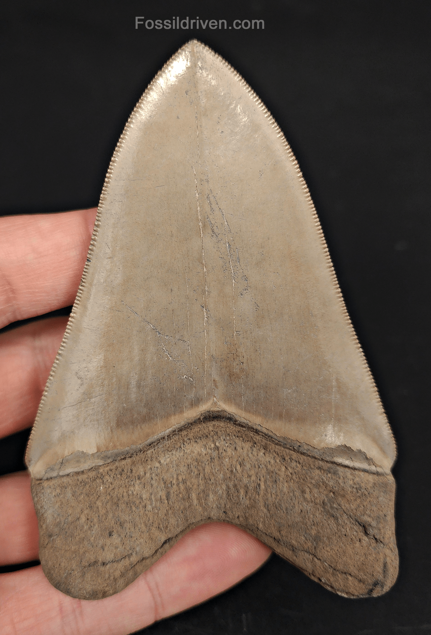 Collector - Quality 4.13" Megalodon Tooth - Georgia - Real Fossil Shark Tooth - Fossil Driven