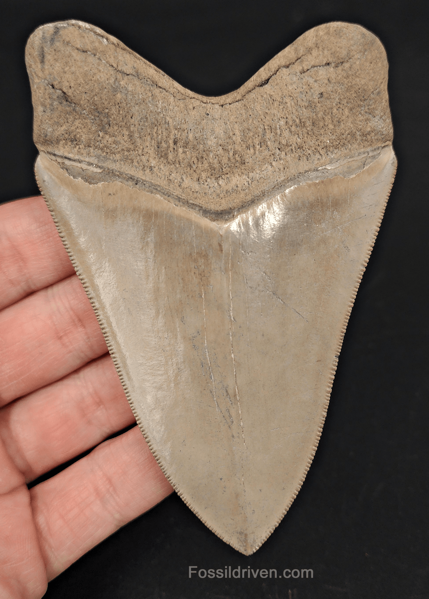 Collector - Quality 4.13" Megalodon Tooth - Georgia - Real Fossil Shark Tooth - Fossil Driven