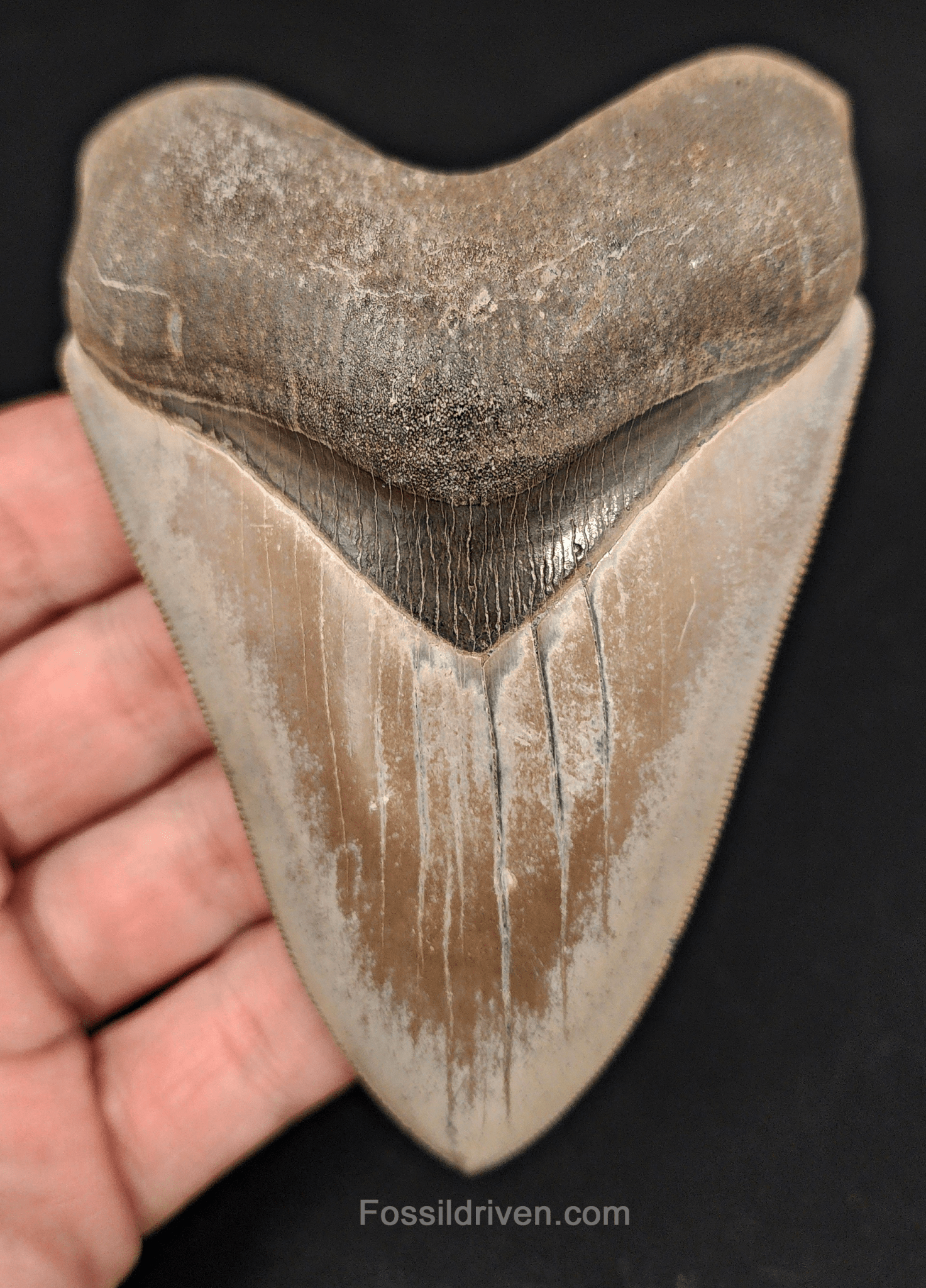 Collector - Quality 4.13" Megalodon Tooth - Georgia - Real Fossil Shark Tooth - Fossil Driven