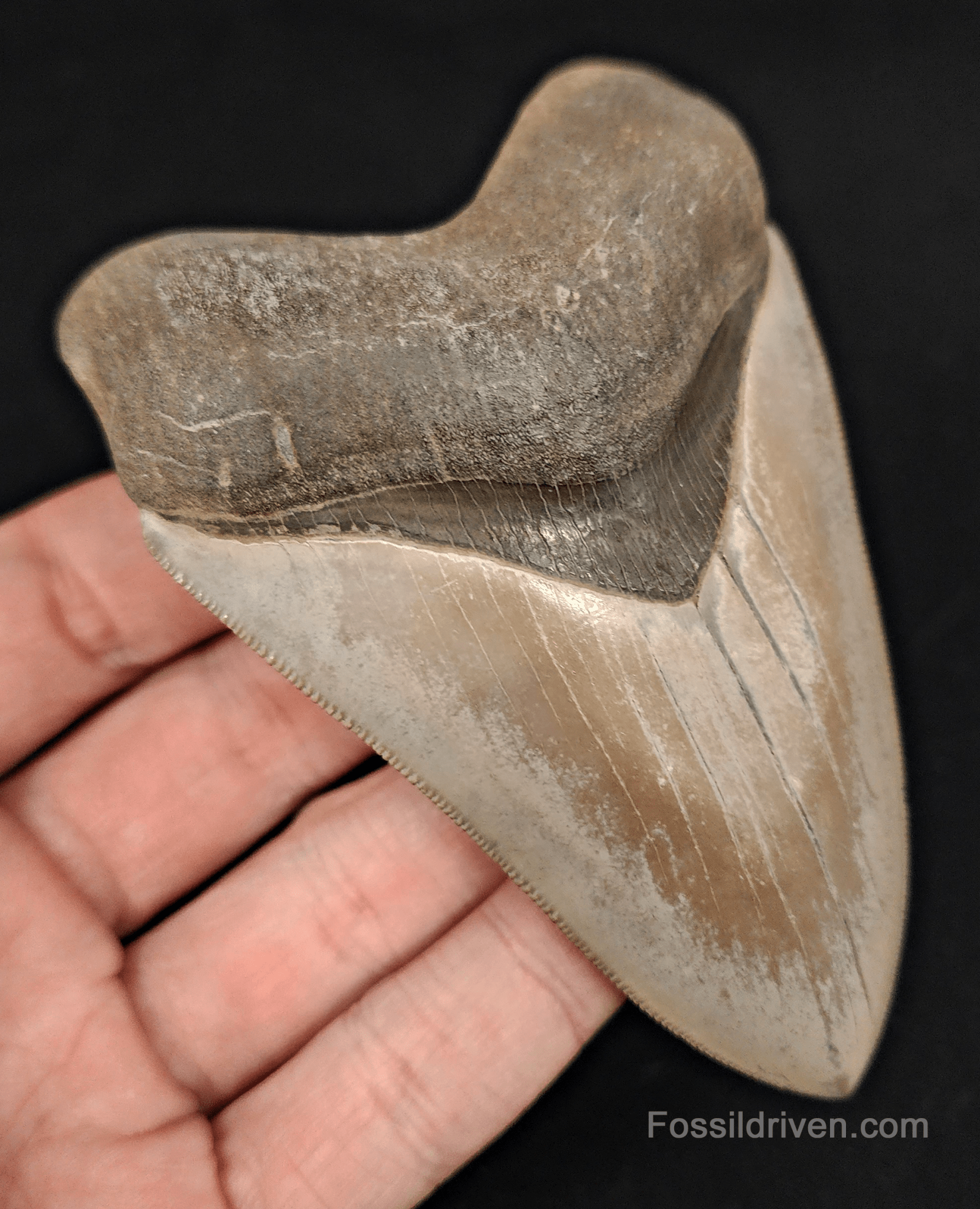 Collector - Quality 4.13" Megalodon Tooth - Georgia - Real Fossil Shark Tooth - Fossil Driven