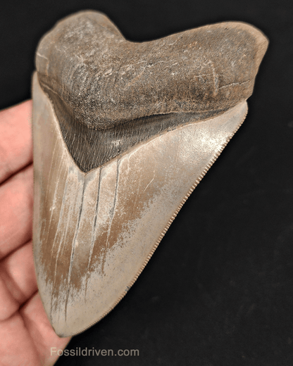 Collector - Quality 4.13" Megalodon Tooth - Georgia - Real Fossil Shark Tooth - Fossil Driven