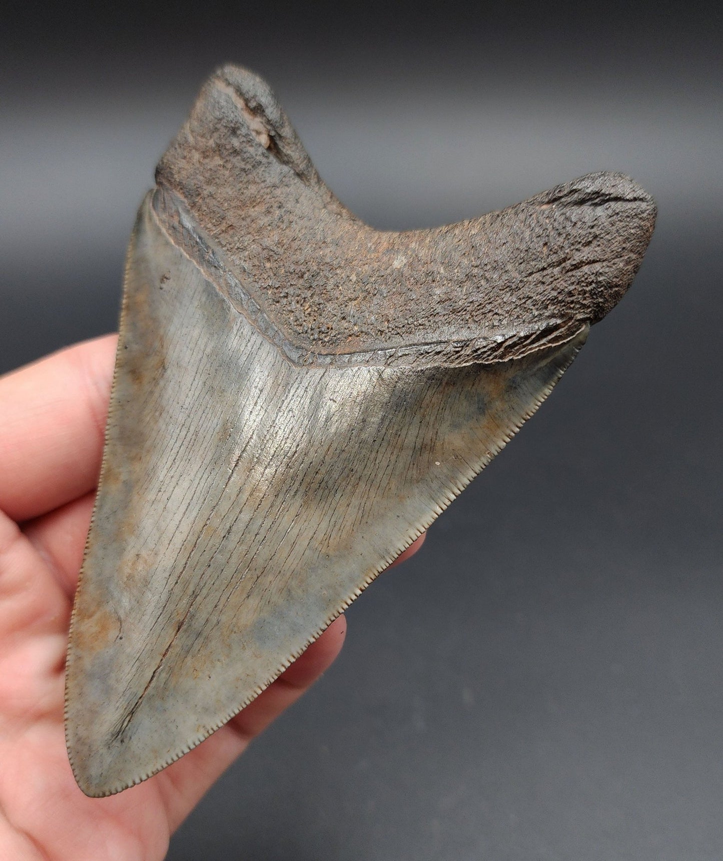 Collector Quality, 4.23" Fossil Megalodon Tooth - Georgia - Fossil Driven