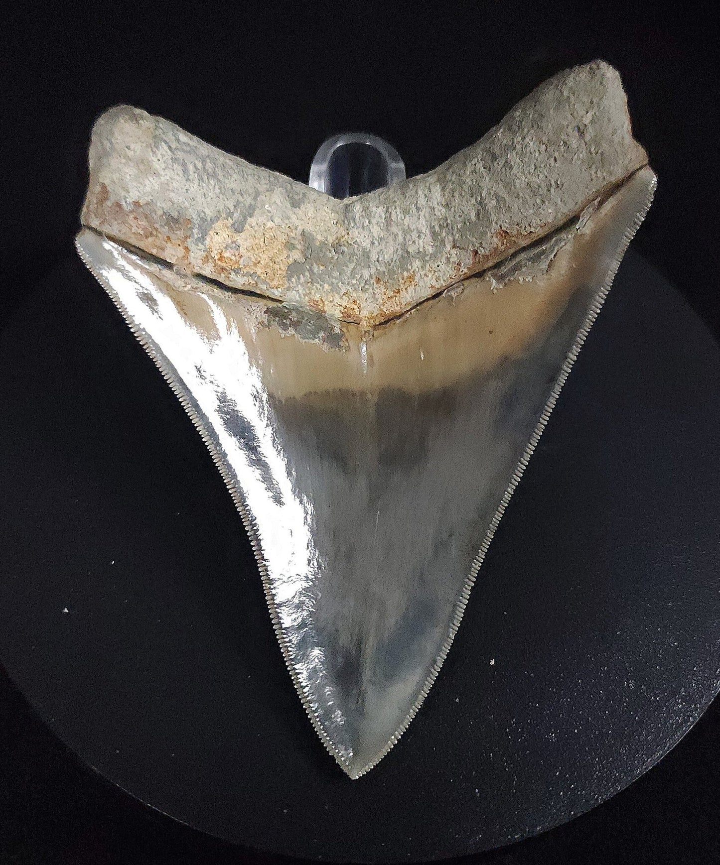 Collector Quality, 4.26" Fossil Megalodon Tooth - Indonesia - Fossil Driven