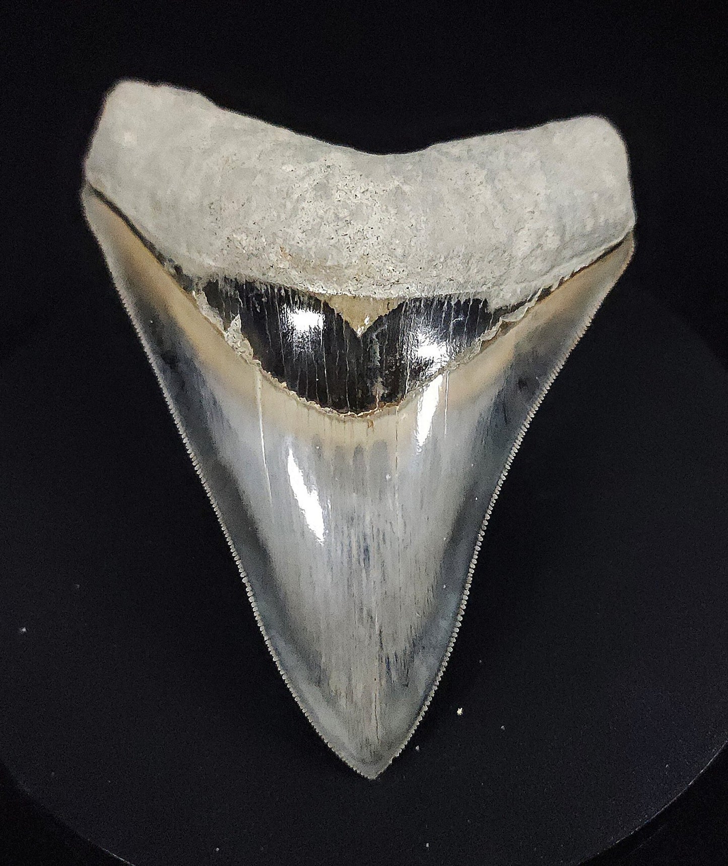 Collector Quality, 4.26" Fossil Megalodon Tooth - Indonesia - Fossil Driven