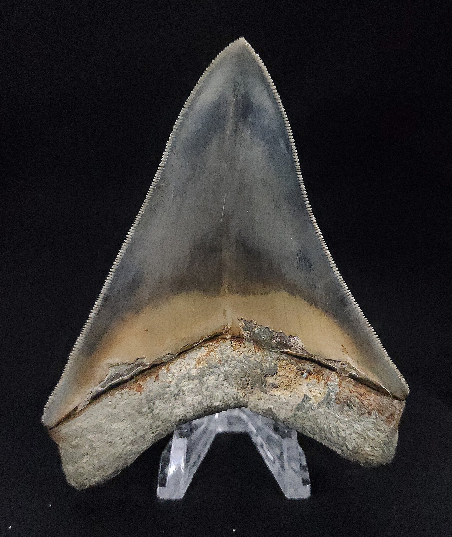 Collector Quality, 4.26" Fossil Megalodon Tooth - Indonesia - Fossil Driven