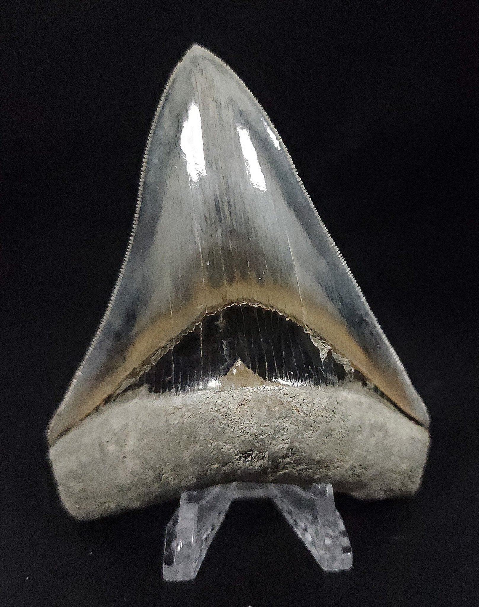 Collector Quality, 4.26" Fossil Megalodon Tooth - Indonesia - Fossil Driven