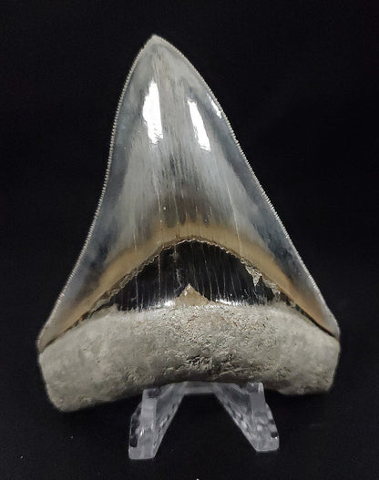 Collector Quality, 4.26" Fossil Megalodon Tooth - Indonesia - Fossil Driven