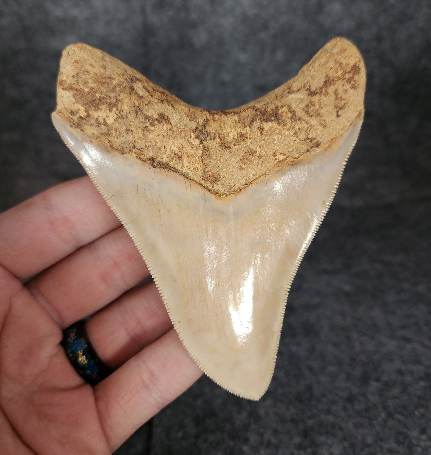Collector Quality, 4.29" Fossil Megalodon Tooth - Indonesia - Fossil Driven