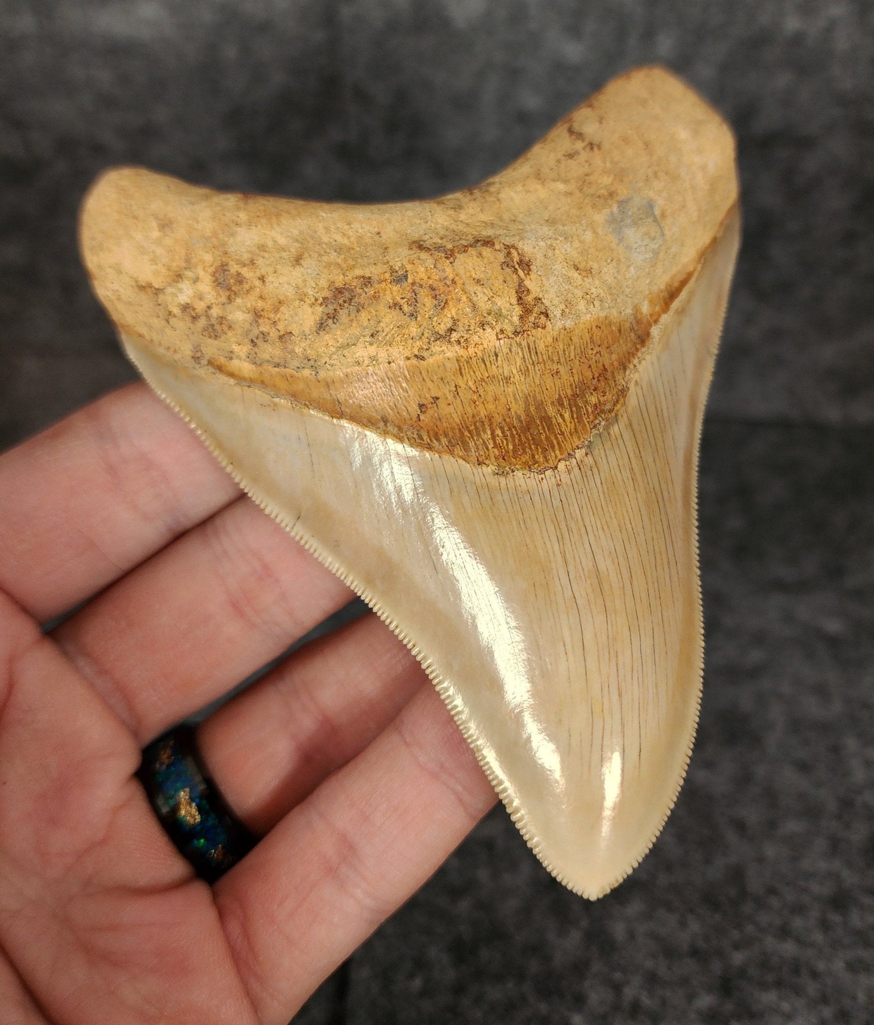 Collector Quality, 4.29" Fossil Megalodon Tooth - Indonesia - Fossil Driven