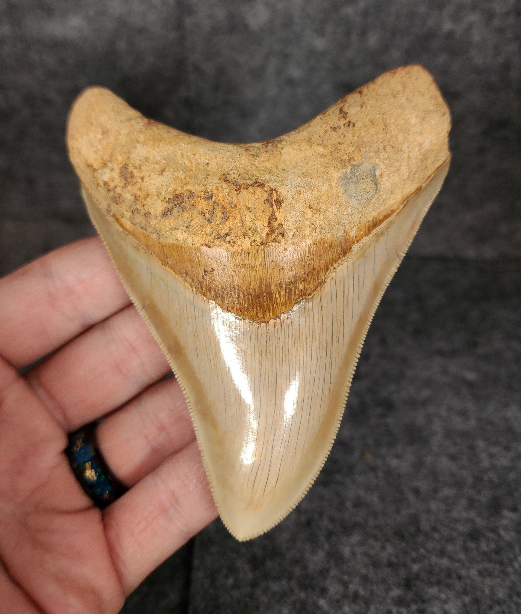 Collector Quality, 4.29" Fossil Megalodon Tooth - Indonesia - Fossil Driven
